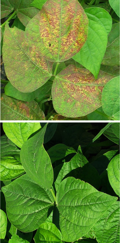 一种对臭氧敏感的菜豆植物的叶子与一种耐臭氧植物的叶子比较。
