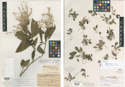标本的灭绝Mangarevan糠花(左)从法属波利尼西亚和灭绝德根的豆瓣绿属(右)从夏威夷。