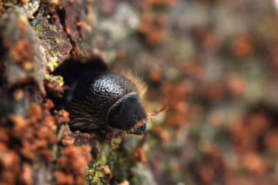 云杉的甲虫（IPS字样）扩展了欧洲和西伯利亚的范围。
