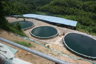 龙南县废弃塑料内衬废水池。这些矿坑通常含有大量用于从土壤中分离稀土矿物的化学物质。