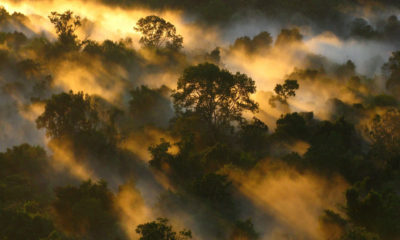 位于巴西北部亚马逊州的内布林纳国家公园里的森林薄雾。