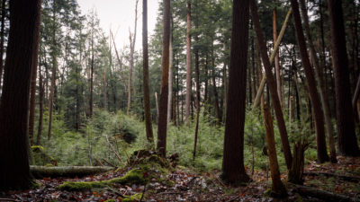 苏珊·本尼迪克特（Susan Benedict）（上图）等家庭拥有的森林占美国森林的三分之一。