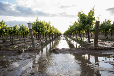 去年，加利福尼亚州弗雷斯诺县的这个农场被附近的国王河水淹没，以补充下面的含水层。 