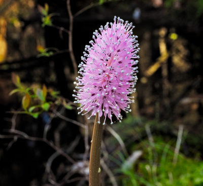 稀有的沼泽粉红色植物在Kirkwood-Cohansey Aquifer的高度酸性水中蓬勃发展。