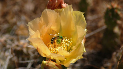 犹他州是1,100种野生蜜蜂物种的所在地，其中包括汗蜜蜂。