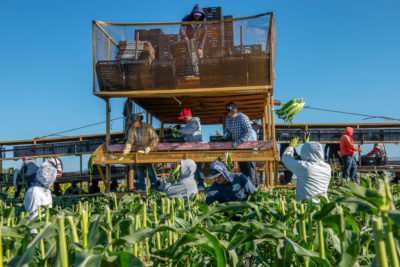 农场工人在科罗拉多州的甘尼森山谷（Gunnison Valley）选择甜玉米。Gunnison是科罗拉多州的主要支流，它在大章克申（Grand Junction）加入。