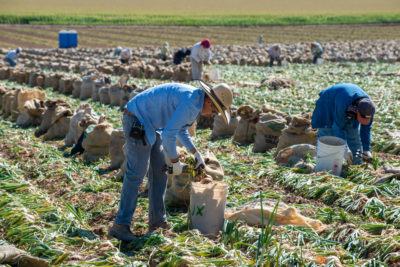 在科罗拉多州的甘尼森谷，农场工人正在收获黄色洋葱。农业使用科罗拉多河80%的水来灌溉600万英亩的农作物。