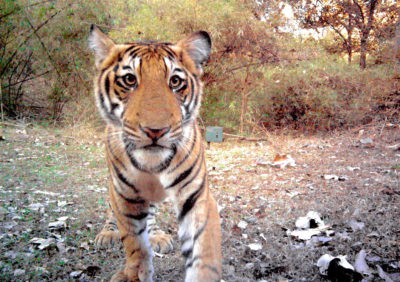 一只虎崽偷看到偏远的野生动物照相机在印度西南部的Bhadra Tiger储备。
