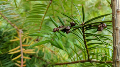 佛罗里达香榧是雌雄异株，这意味着雌性和雄性球果(见图)是在春天产生在不同的植物上。