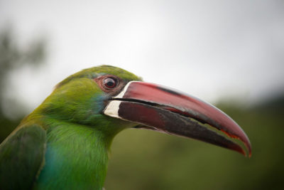 去年12月对哥伦比亚的马格达莱纳河谷的调查，科学家发现了一个深红色的toucanet。