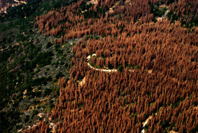 自2000年以来，树皮甲虫已经破坏了美国西部85000平方英里的森林，包括2016年加利福尼亚的这个地区。