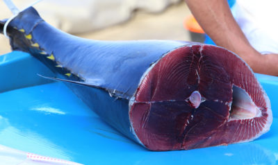 法国马赛的鱼市上出售的蓝鳍金枪鱼。