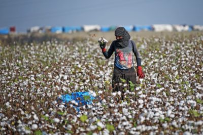 一名妇女在阿达纳省南部收获棉花，这是土耳其的主要经济作物之一。
