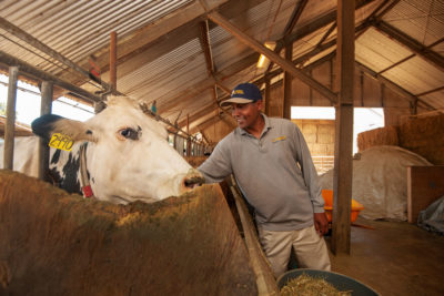 科学家Ermias Kebreab十多年来一直在研究如何减少奶牛的甲烷排放。