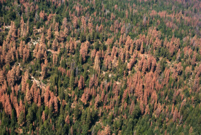 鸟瞰图显示2016年8月在红杉国家森林中。