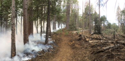 规定的燃烧,为了明确的死树,燃料严重的山火,闷烧2018年5月在塞拉利昂国家森林。