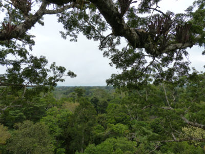 树视图的皇冠ceibo Haskell多次访问的亚马逊。