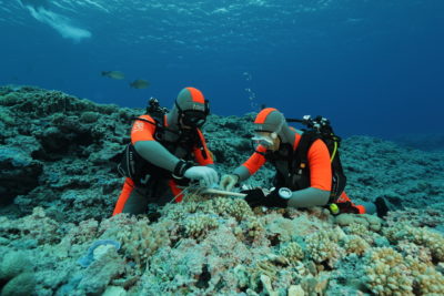 生态学家克里斯蒂安·沃尔斯特拉（Christian Voolstra）（左）和一位同事收集珊瑚片段，以进行快速压力测试，以确定其韧性。