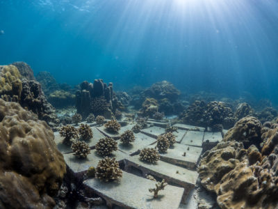 研究人员在泰国Ko Phi Phi的苗圃中的煤渣块上种植珊瑚。一旦达到一定尺寸，珊瑚将被移植到针对恢复的珊瑚礁。