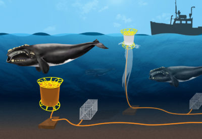 无绳技术使用声学信号在海底释放龙虾陷阱，而不是向表面的线，可以纠缠鲸鱼。