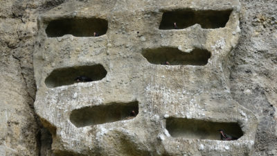 在Kuchl，重新引进的waldrapps在附在悬崖表面的人工洞穴中繁殖。
