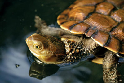 澳大利亚的科学家在第一个“辅助殖民化”中，将西部沼泽龟重新安置到其原始范围的新栖息地。