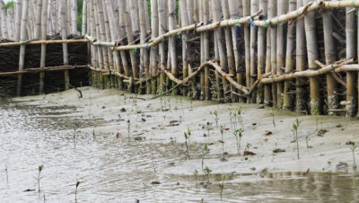 在Timbulsloko村，使用竹子和灌木丛建造的天然海屏障。这些结构有助于捕获沉积物，使红树林能够扎根和再生。