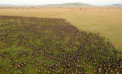坦桑尼亚的塞伦盖蒂国家公园占地5700平方英里，每年有超过150万头角马迁徙。