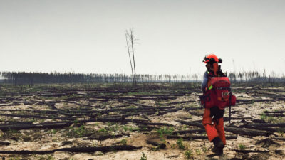 一位科学家在2014年的野火之后穿过加拿大的木布法罗国家公园。大火非常激烈，以至于烧毁了森林土壤中的大部分种子和营养。