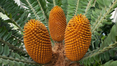 A male Wood’s cycad, Encephalartos woodii, of South Africa. The species survives today only in cultivation.