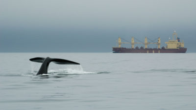 芬迪海湾一艘大船附近的右鲸。