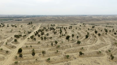 北部地区沙漠中的一个地区已被清除为树木种植。