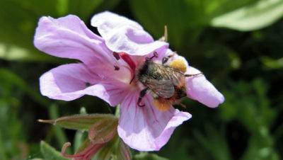 犹他州是1,100种野生蜜蜂物种的所在地，其中包括黄色大黄蜂，这里可以看到。