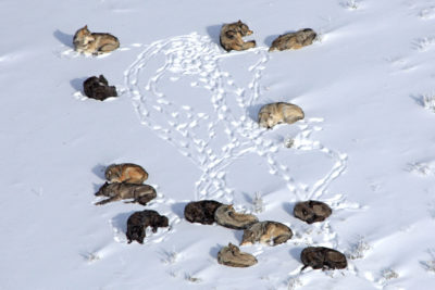一群狼在黄石国家公园。