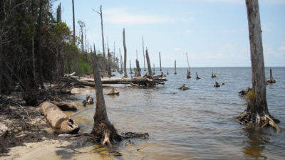 北卡罗来纳州阿尔伯马尔声音的海岸上的死树和垂死的树木。