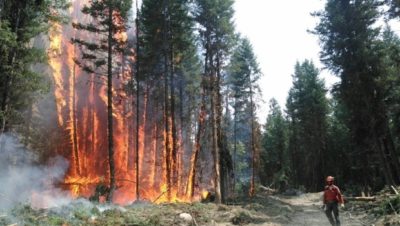 今年夏天，不列颠哥伦比亚省有1000多个野火，其中包括加州地区的这一野火。