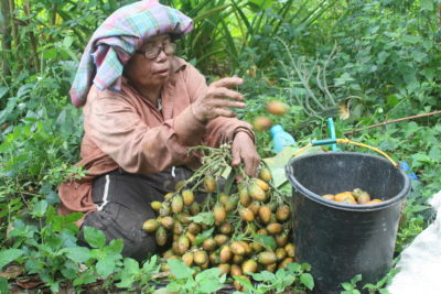 一名巴达克妇女收获槟榔，这是苏门答腊北部的主要农作物。