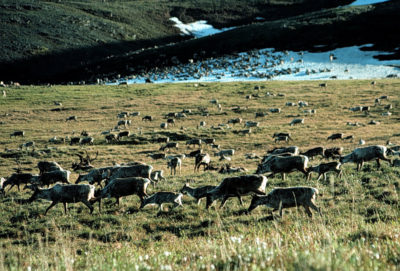 驯鹿放牧在阿拉斯加北极国家野生动物保护区。