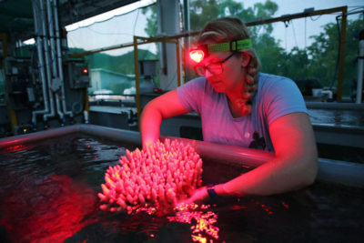 一名研究人员审查了澳大利亚海洋科学国家海洋模拟器研究所产卵珊瑚。