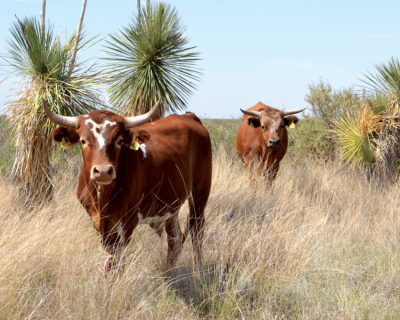 Criollo Cattle，一个可以生活在Arid地区的品种，在新墨西哥州的联邦研究现场。