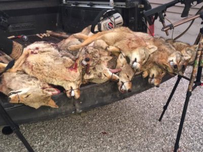 土狼在2017年在南伊利诺伊州南南部的弗里诺州捕食者挑战中丧生。