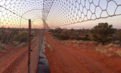 干旱恢复项目占地47平方英里的澳大利亚内陆，周围环绕着一个6英尺高的栅栏，旨在留出野生猫和狐狸。