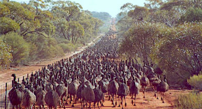 Emus试图越过西澳大利亚州的防兔子围栏。