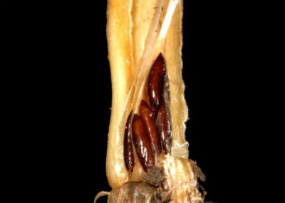 Hessian Pupae在小麦幼苗的冠冕中，刚刚在根上方，并在植物的果汁上饲喂植物生长。