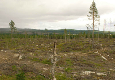 日志记录操作在瑞典明确多达95%的树木砍伐大片,然后重新种植在一个单一的云杉和松树。