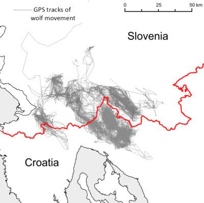 GPS跟踪数据显示斯洛文尼亚与克罗地亚之间的狼群在近年来边境击剑之前的运动。红线代表新剃刀线安全围栏的途径，以阻止难民进入斯洛文尼亚。