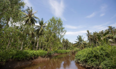 贝壳（Shell）购买碳信用额的Katingan项目始于2007年，并帮助保护了印度尼西亚婆罗洲的沼泽森林。