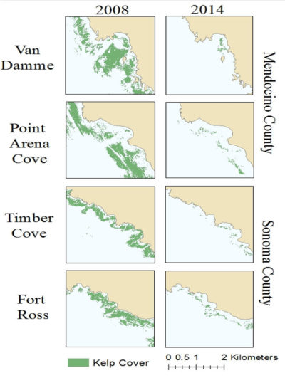 2008年至2014年间，温暖的海洋温度、海星疾病的爆发和海胆数量的激增摧毁了加州北部的几处主要海藻床。