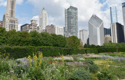 芝加哥千禧公园的卢里花园是草原栖息地的“近乎原生”的代表。