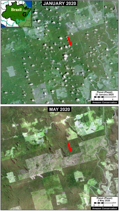 卫星图像显示1月和5月间近15,000英亩的新森林砍伐，并在巴西帕拉巴西州。